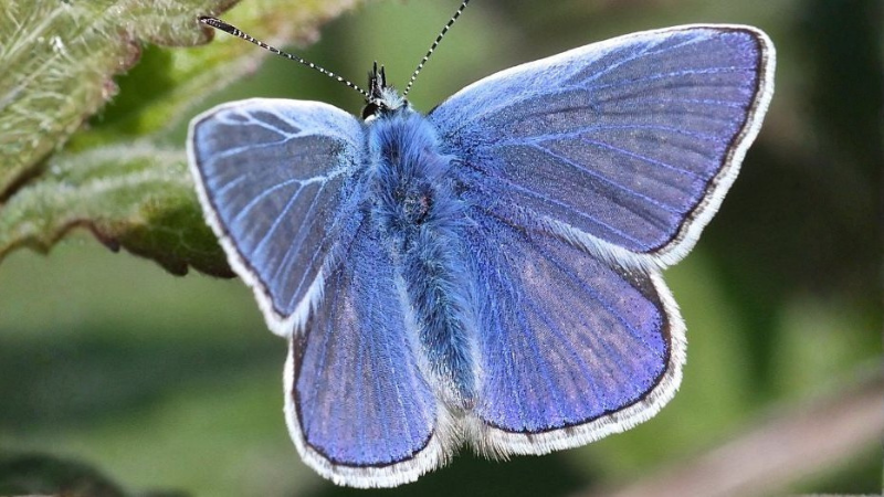 Common Blue Butterfly